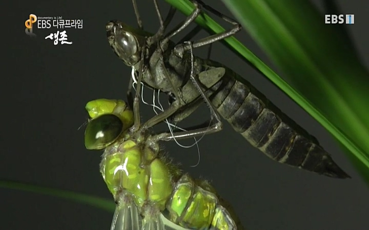 EBS 다큐프라임_ 220628.avi_20220629_205536.595.jpg