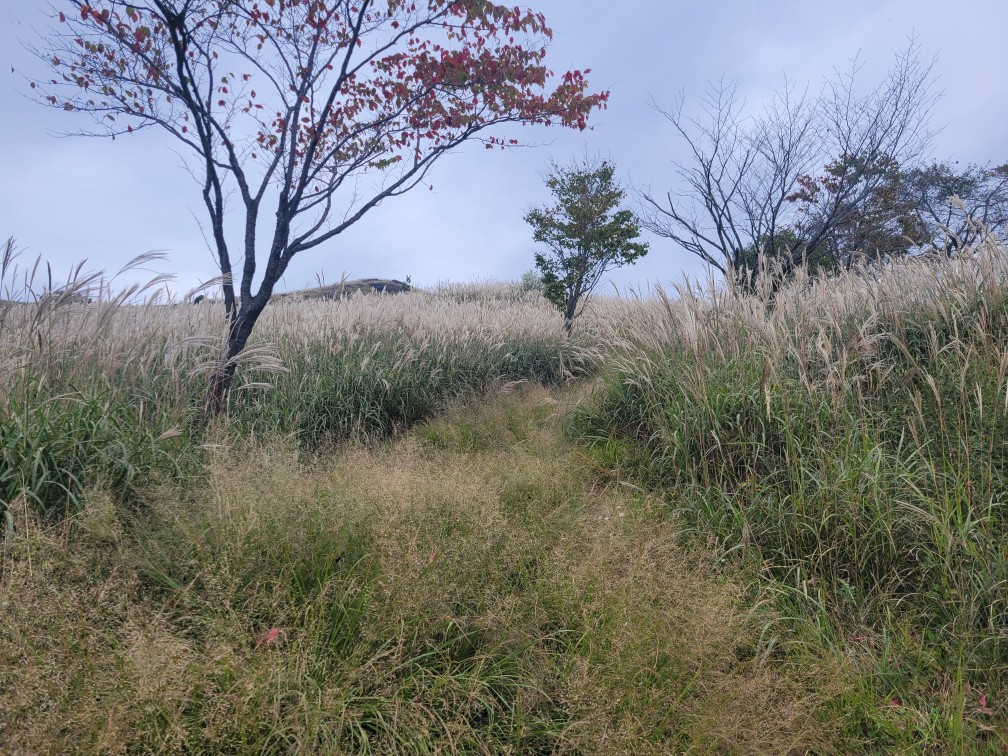 합천 황매산 억새 축제
