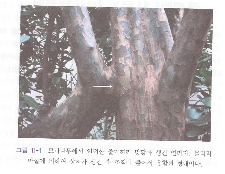  연리지와 연리근은 어떤 원리로 생기는가?