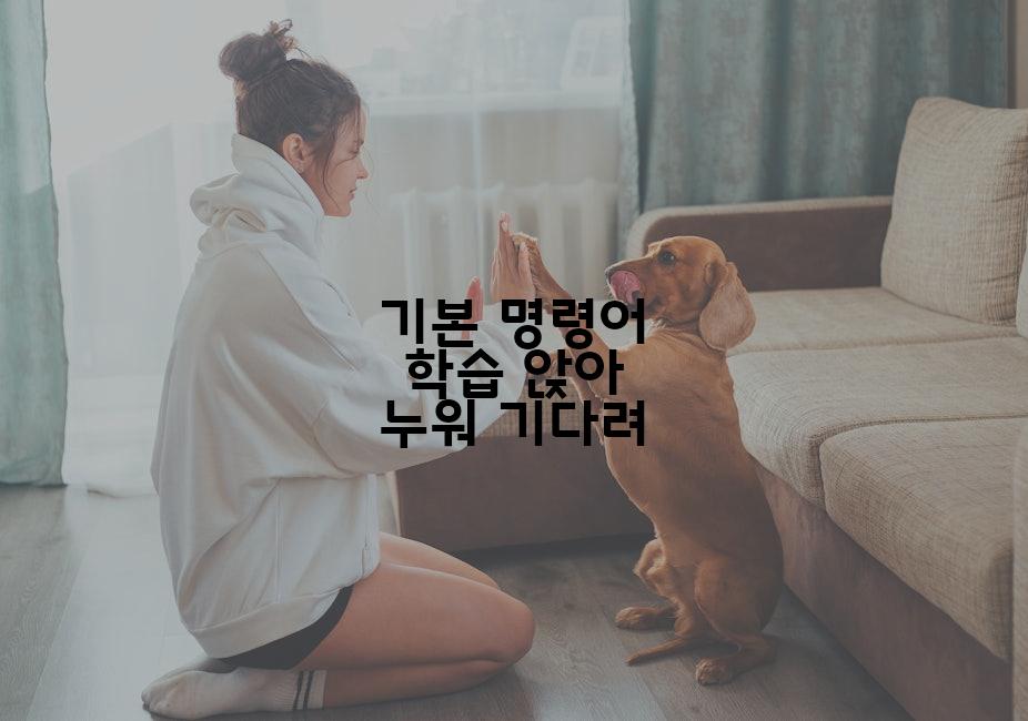 기본 명령어 학습 앉아 누워 기다려
