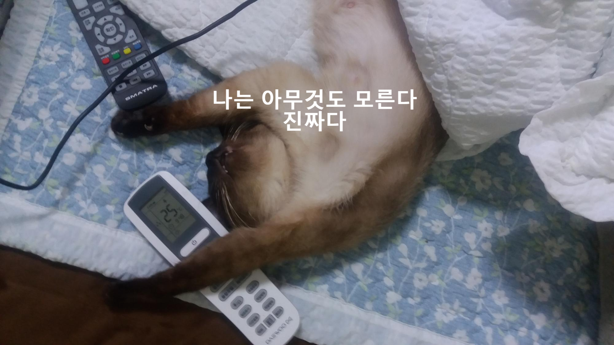  고양이를 키우는데 얼마나 들까요?