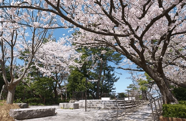 니시공원 벚꽃