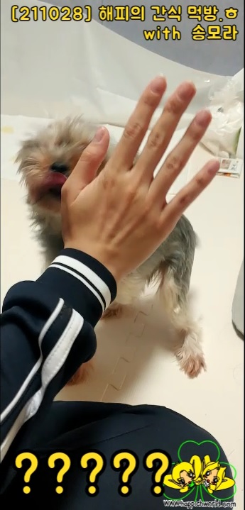 [211028] 해피의 간식 먹방.ㅎ with 송모라
