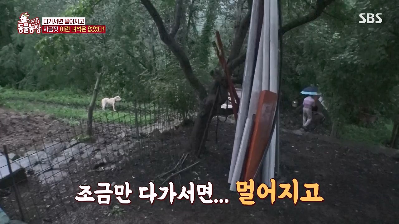 TV 동물농장.E1138.230918p-NEXT.mp4_20230917_174249.447.jpg