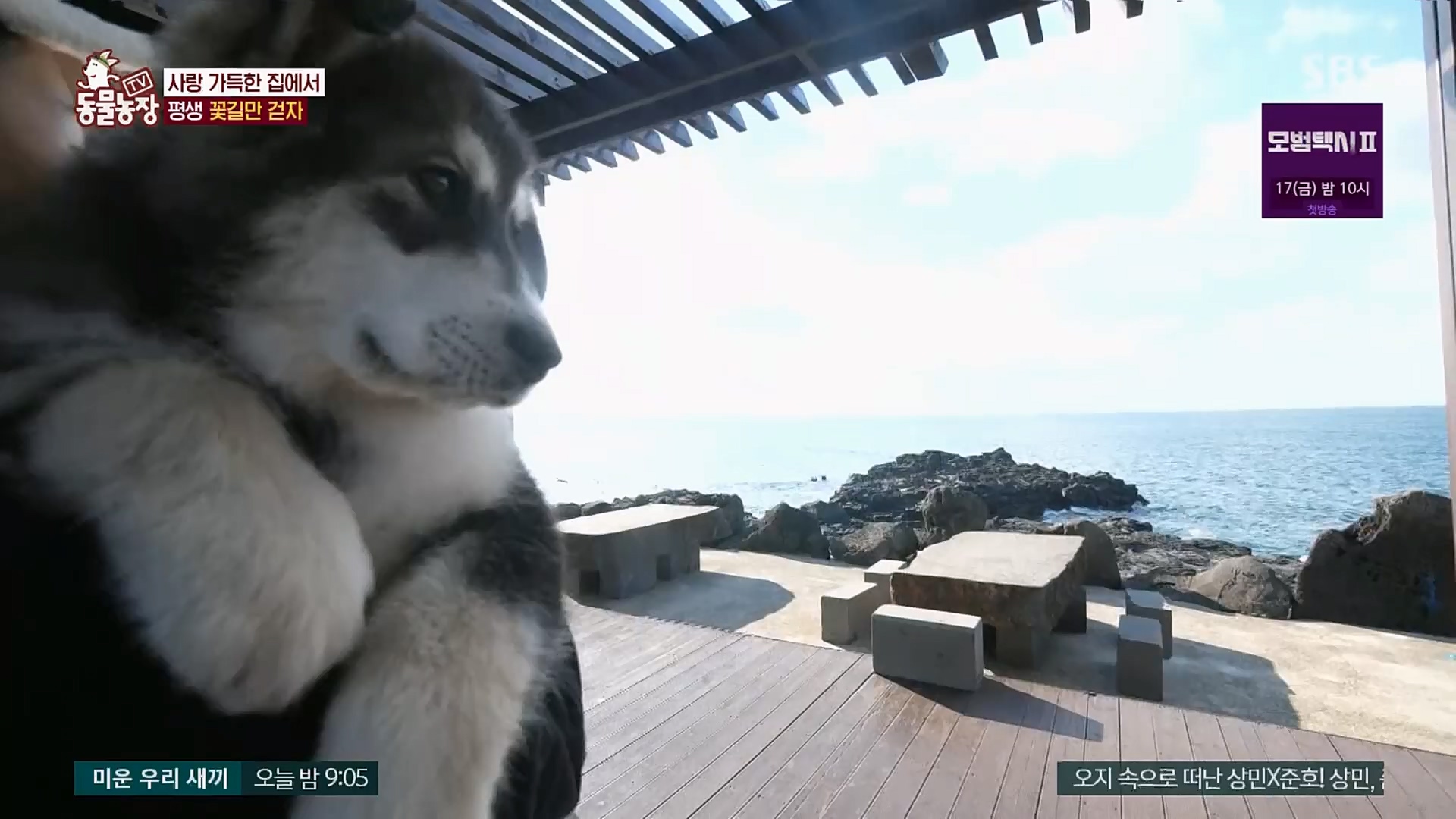 TV 동물농장.E1107.230205p.H264-F1RST.mp4_20230205_174004.338.jpg