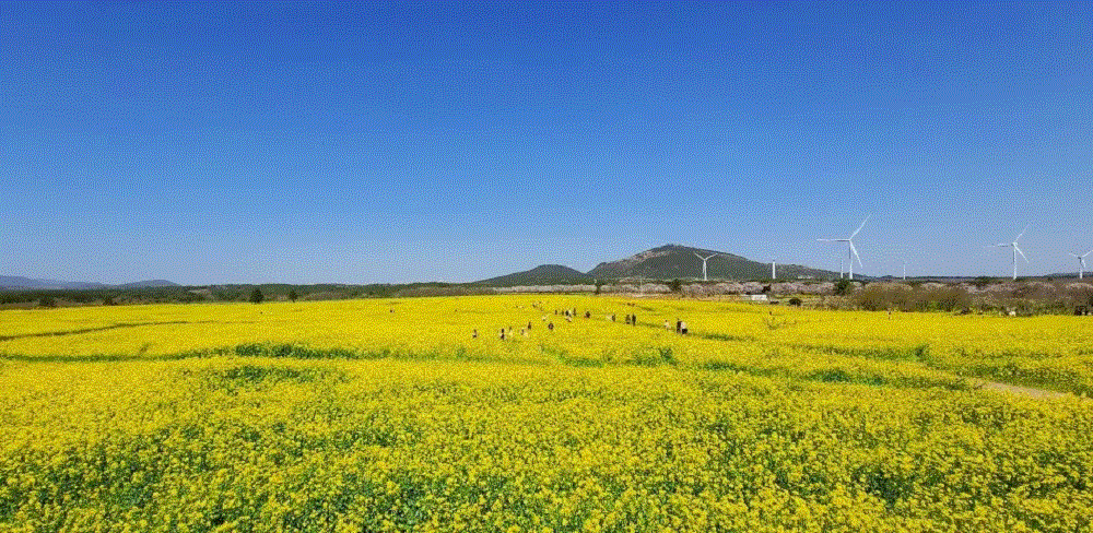 유채꽃 밭 사진