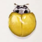 노랑무당벌레 이미지