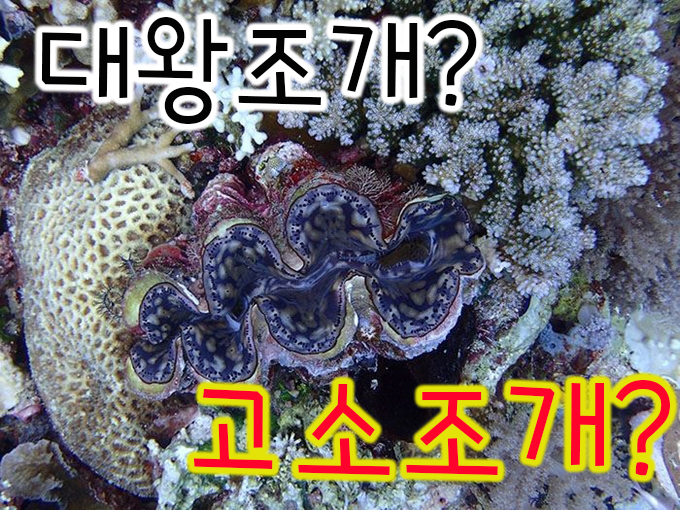  정글의 법칙 태국 대왕조개 - 별명은 살인조개? 식인조개?.. 이제는 고소조개?