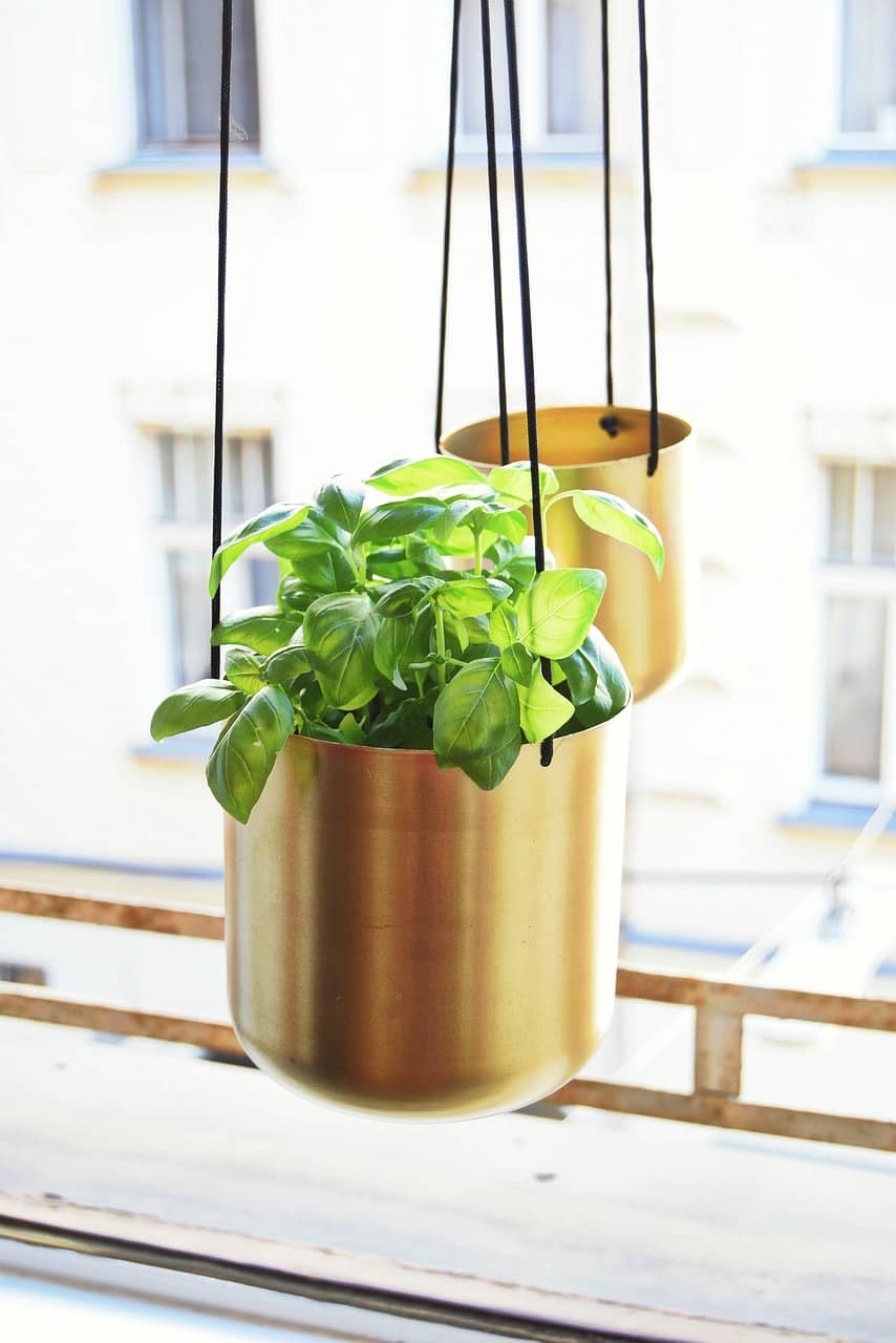 실내 식물 잎 변색 원인 – 잎이 노랗게 되는 이유와 대처법 - Indoor Plant Selection Tips for Beginners