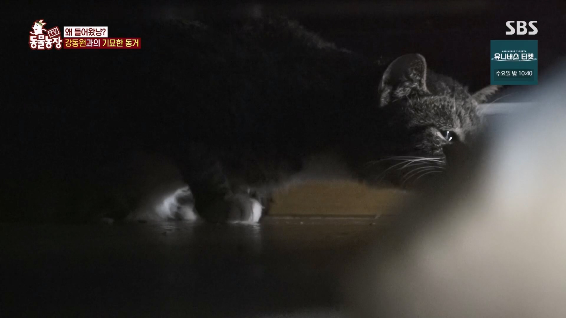 TV 동물농장.E1148.231203p.H264-F1RST.mp4_20231203_165832.149.jpg