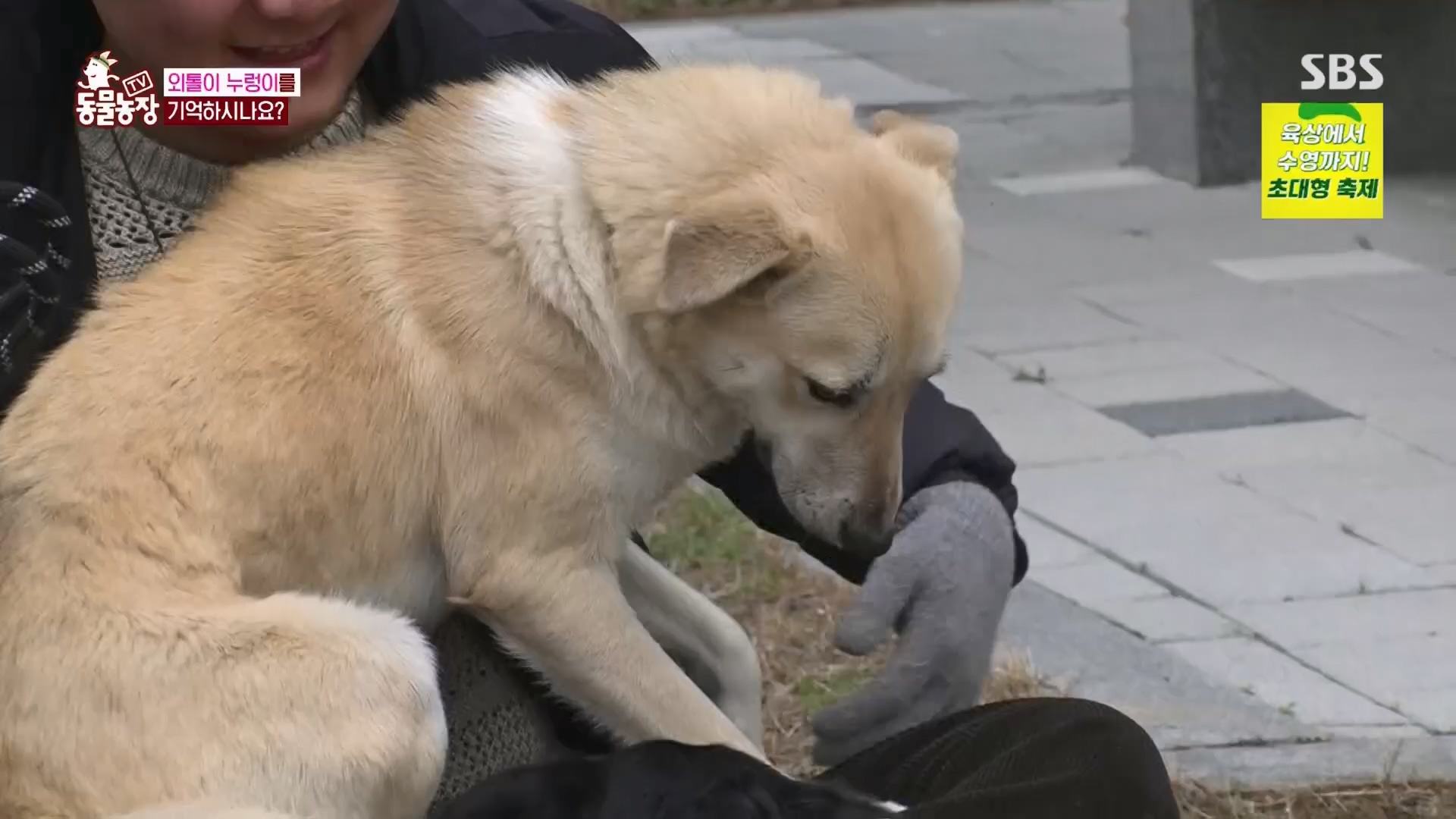 TV 동물농장.E1158.240211p.H264-F1RST.mp4_20240211_194050.383.jpg