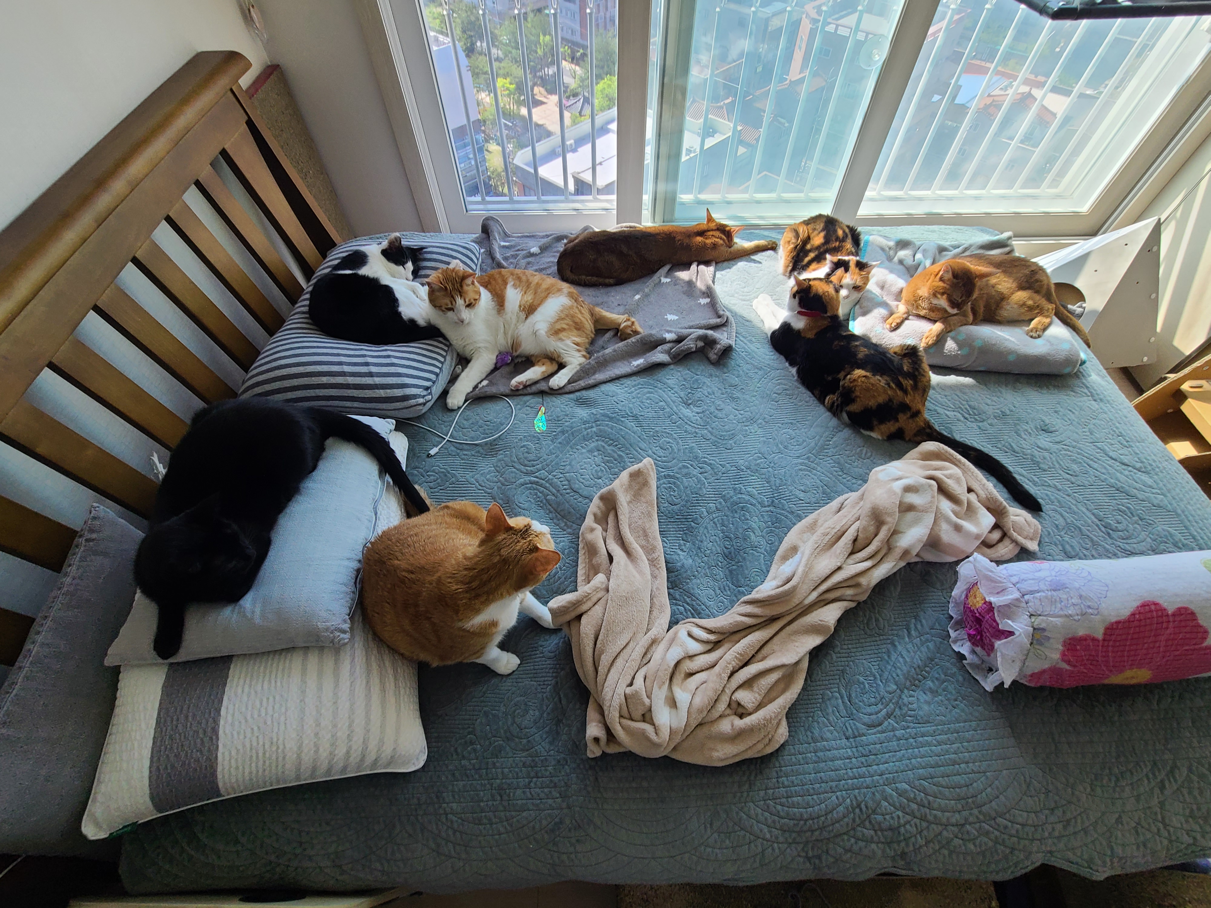 아홉마리 고양이들 사진 한장에 다 넣기. 성공! 다묘집사 소원성취!