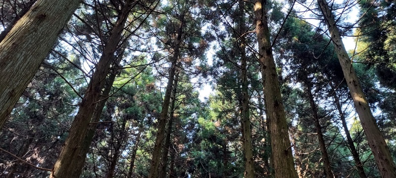미로숲길-침엽수림