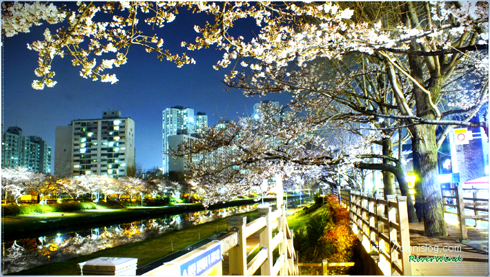 밤벚꽃 거리 산책