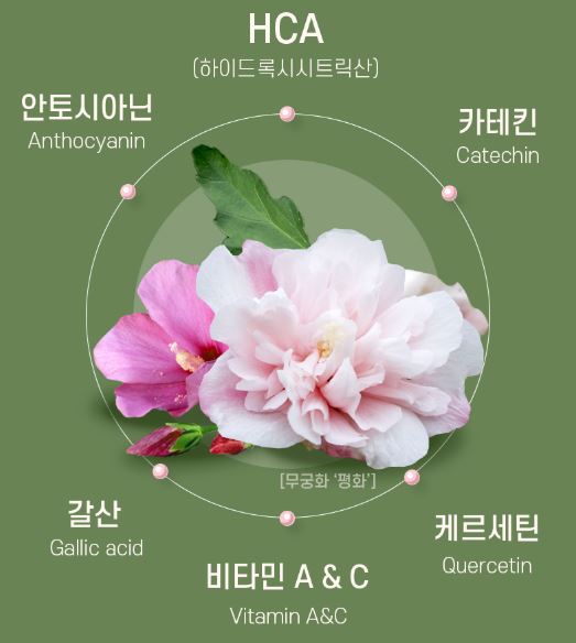 무궁핏-성분