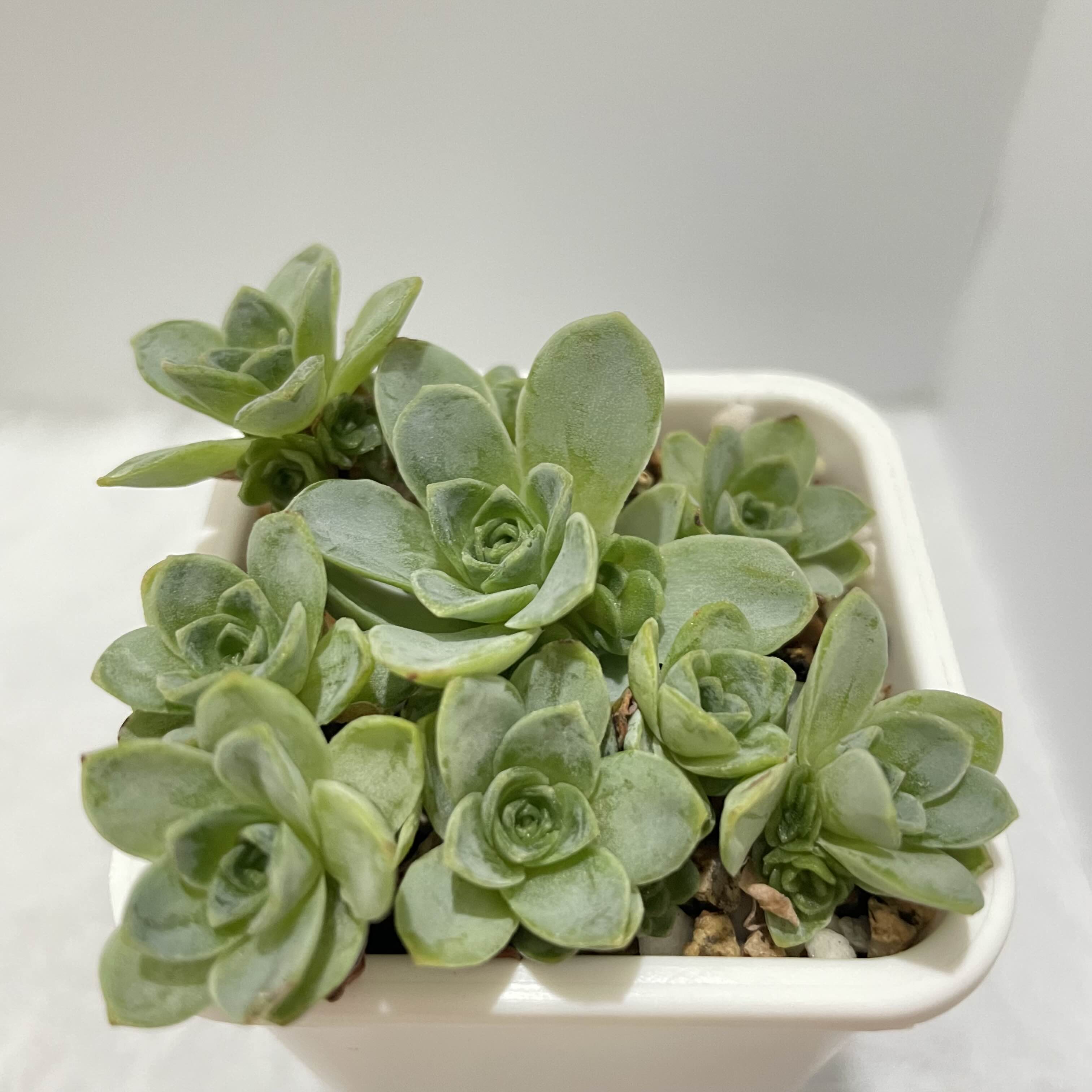  다육 그라노비아 Greenovia aurea