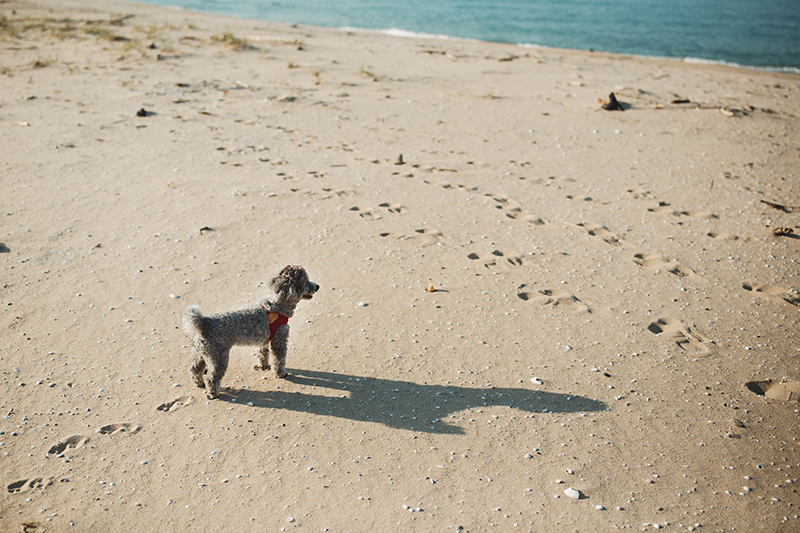 해변에서 바다를 보는 회색 강아지.