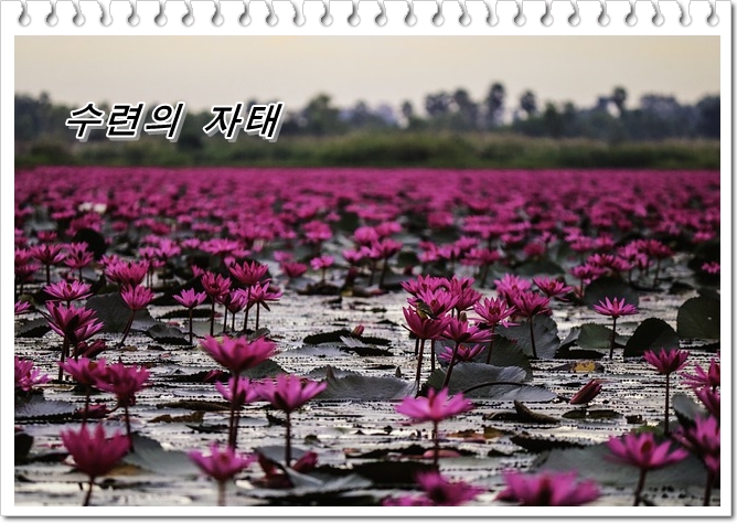  수련의 꽃말과 학명, 연꽃과의 차이, 알맞은 계절과 종류