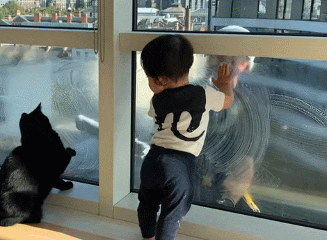 창문 닦기 구경에 흠뻑 빠진 아기와 강아지 VIDEO: Adorable Toddler and Cat Stop Everything to Watch Window Washers Every Time