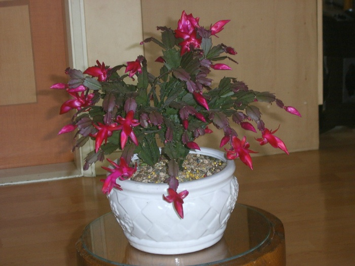 봄처럼 화사한 나의 놀이터 배란다정원 7