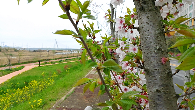 목포 4월에 지는 벚꽃