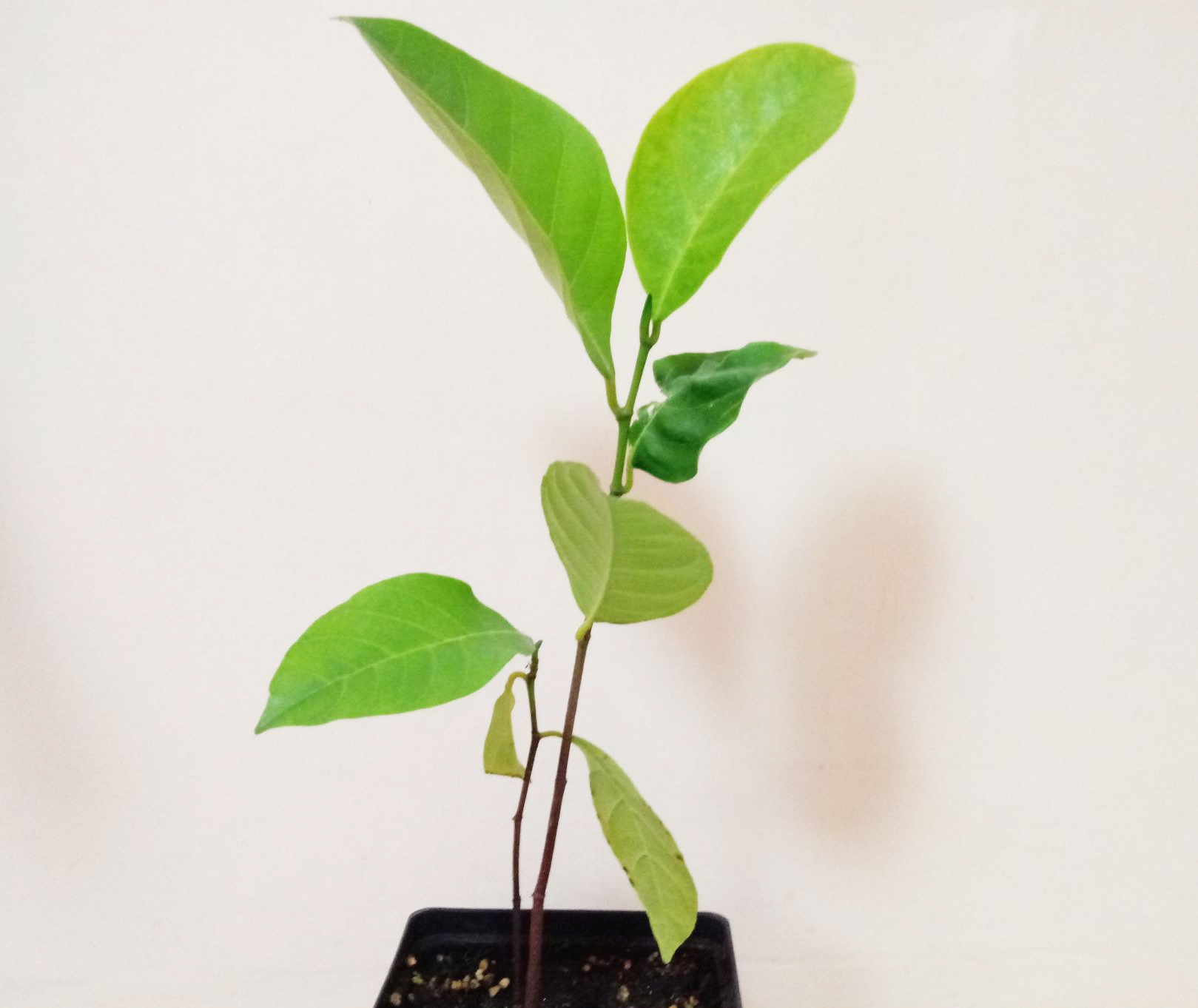  [Jackfruit] 잭프루트 화분 재배방법 (잭푸룻/잭후르츠)