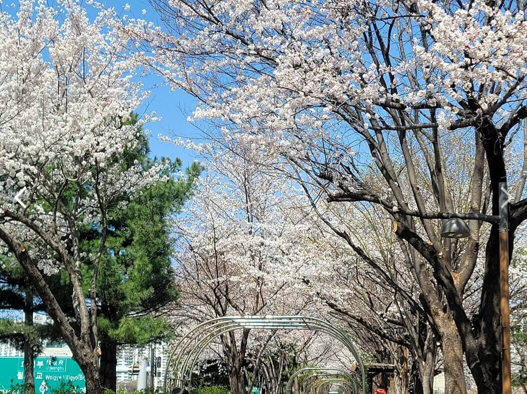 벚꽃산책길입니다.