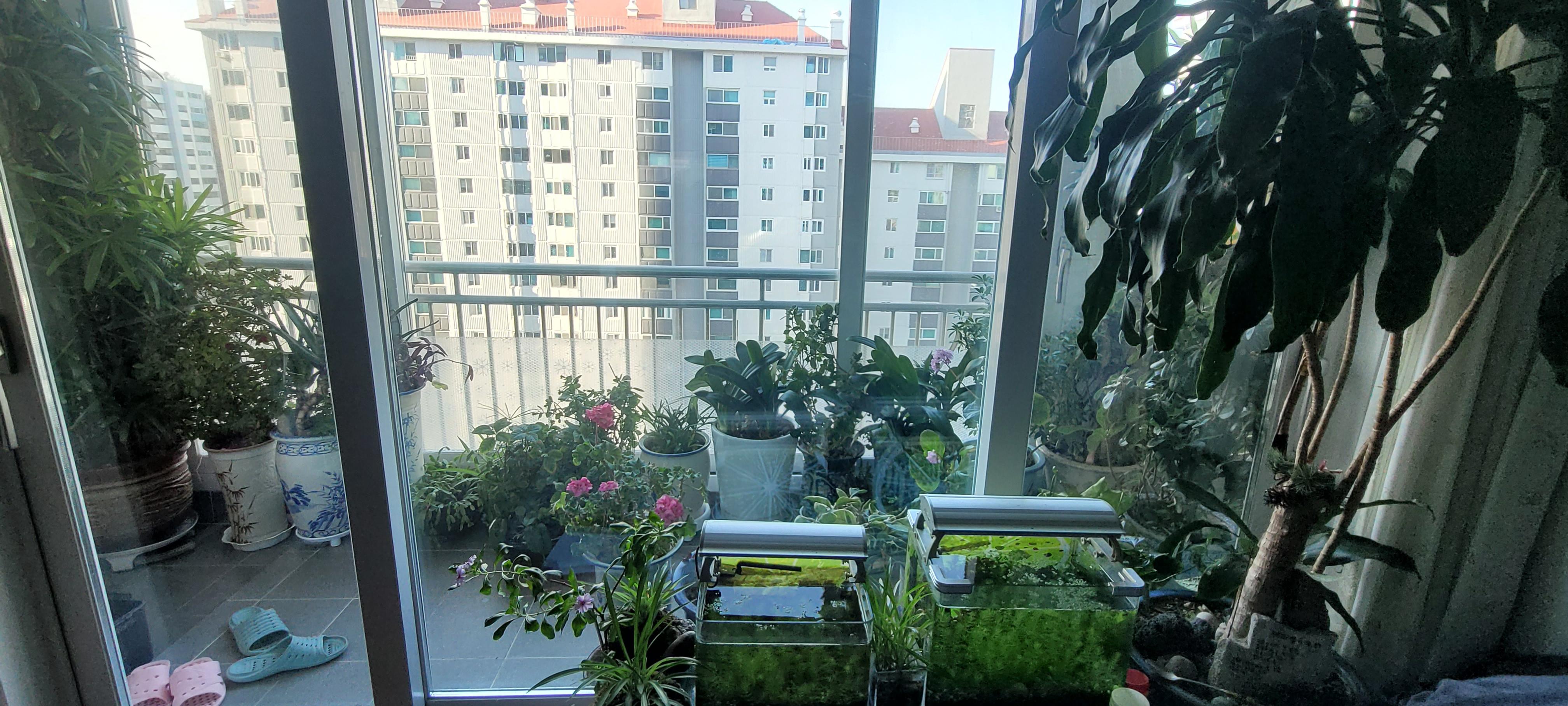 2/15일 베란다 식물~ 1