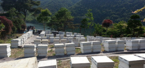 한국기행 세종 벌꿀