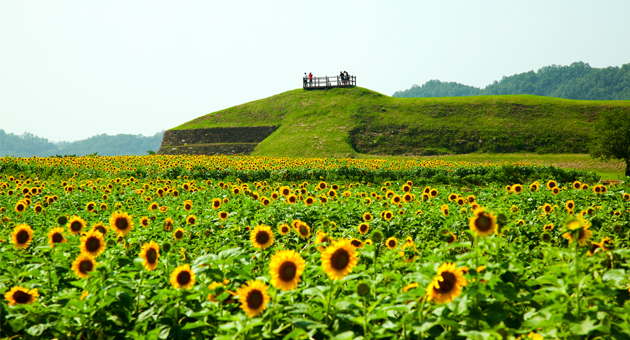 서울근교 가을 꽃 축제 나들이 추천 야외 명소 BEST 05