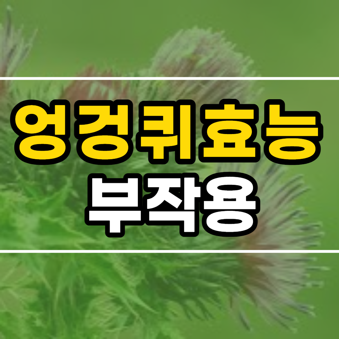  엉겅퀴 효능 및 부작용