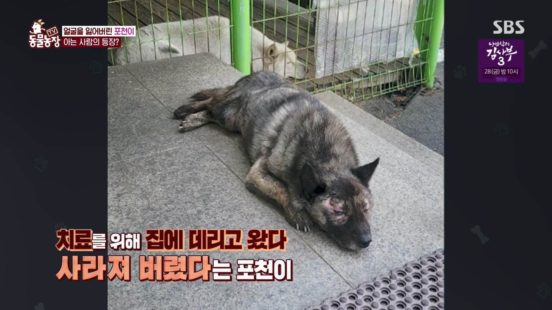 TV 동물농장.E1116.230416p.H264-F1RST.mp4_20230418_194213.201.jpg