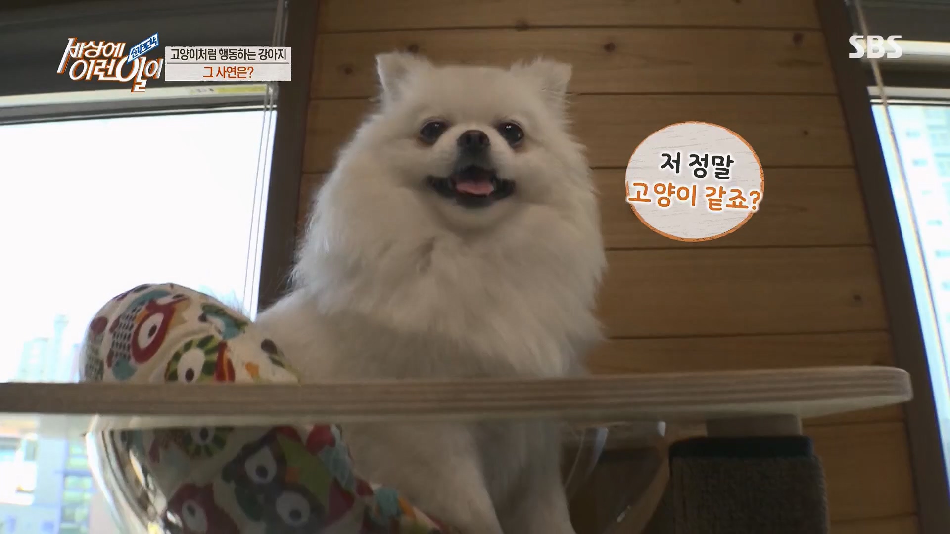 순간포착 세상에 이런일이.E1229.230509p.H264-F1RST.mp4_20230510_194445.761.jpg