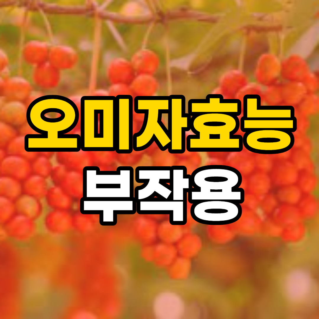  오미자 효능 10가지 및 부작용
