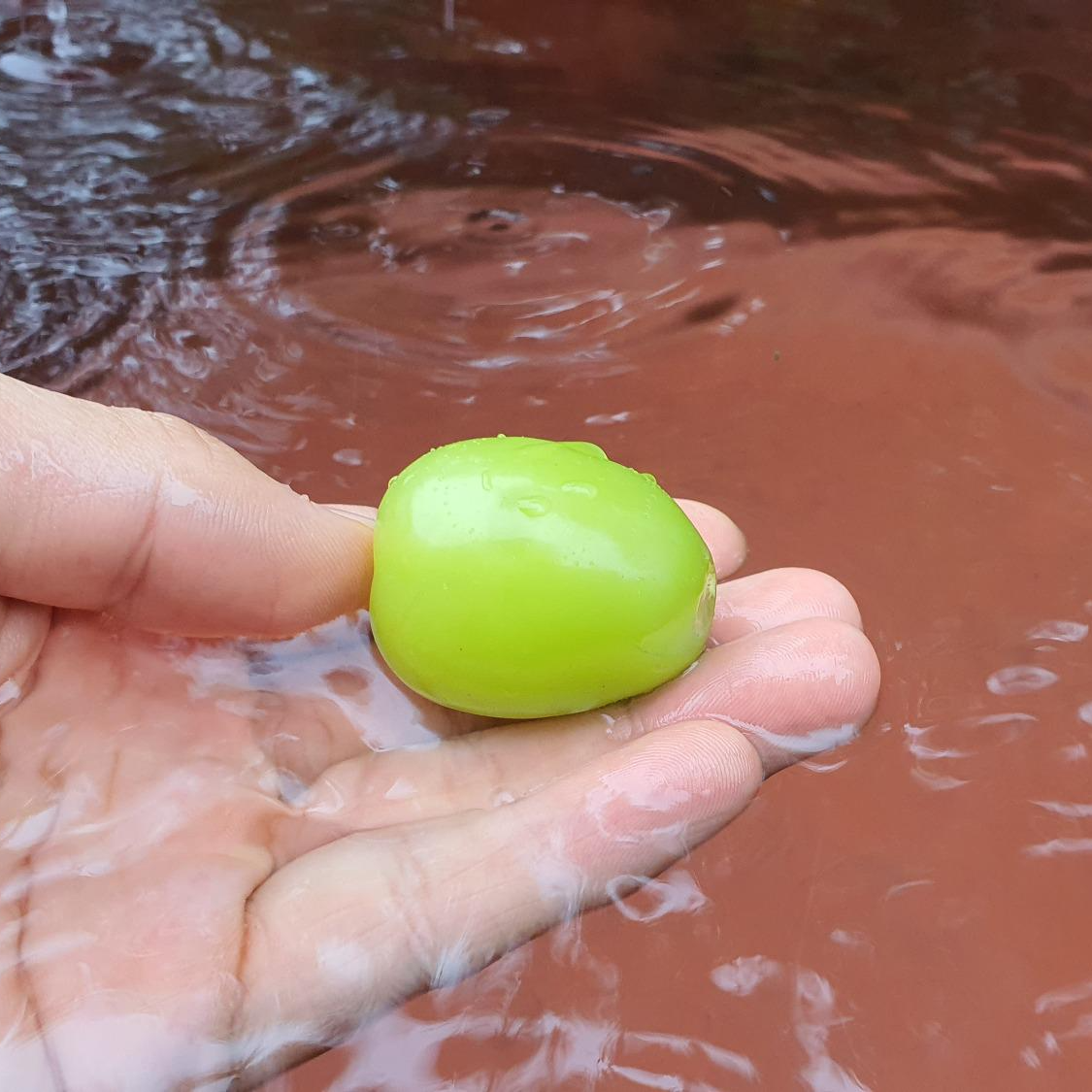  샤인머스켓 2kg 가격정보