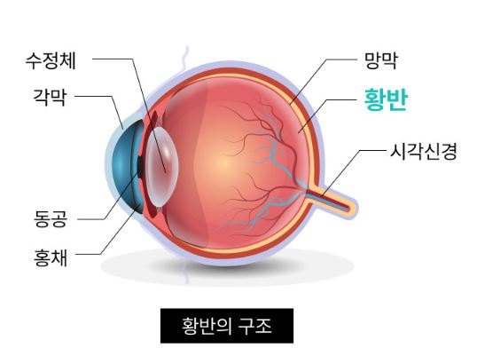 뉴트리원 루테인 지아잔틴 164