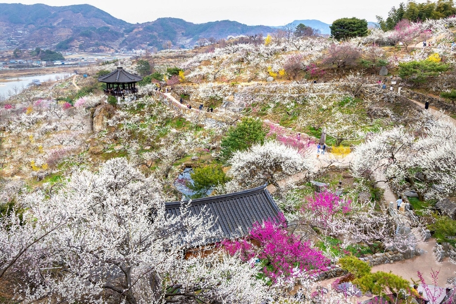 매화 개화시기와 매화꽃 명소