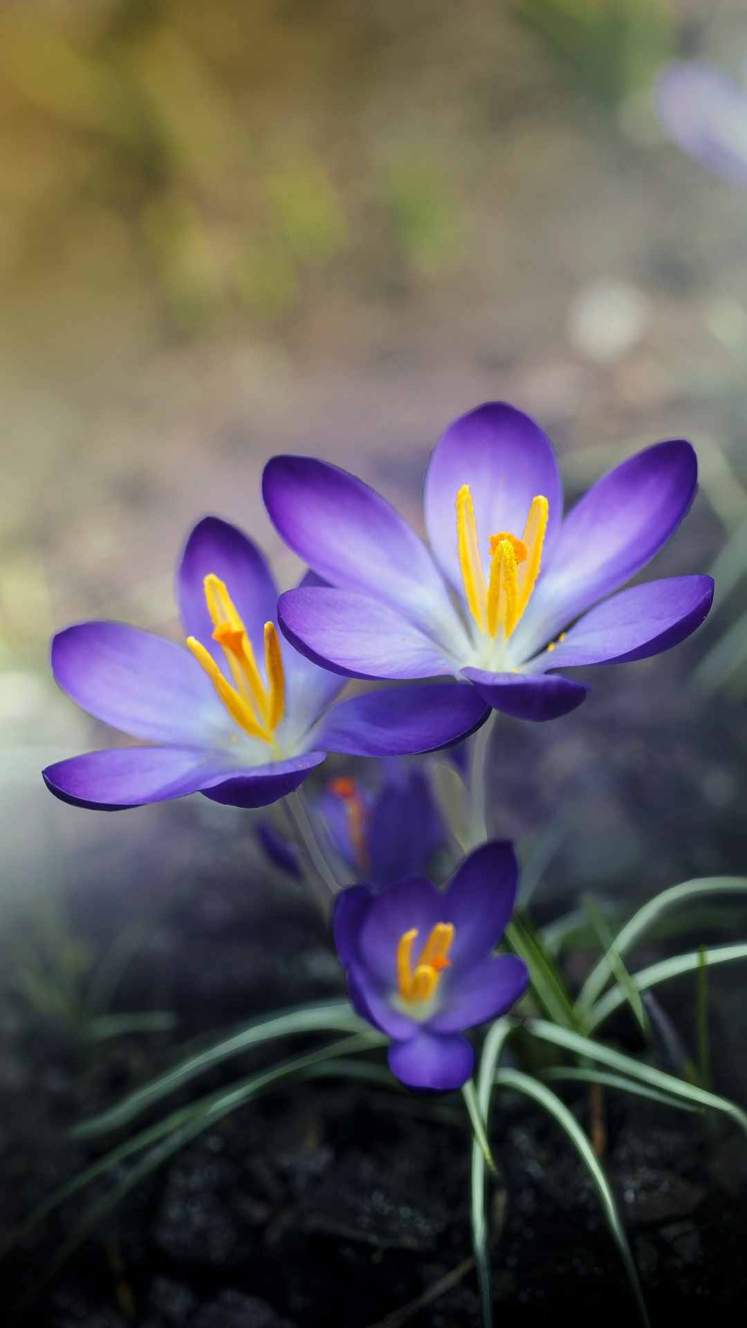 Crocus Flower iPhone Wallpaper