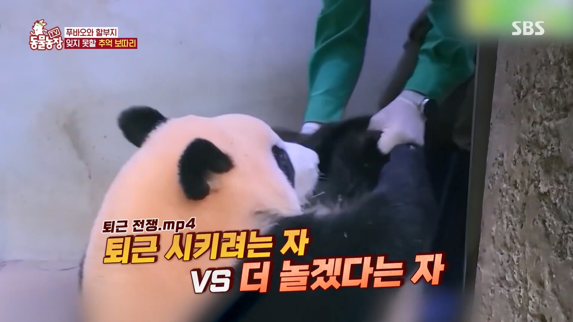 TV 동물농장.E1165.240331p.H264-F1RST.mp4_20240331_144355.820.jpg