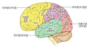 뇌구조