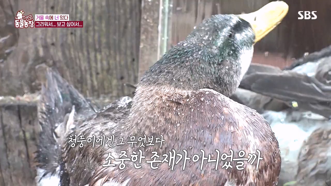 TV 동물농장.E1153.240108p-NEXT.mp4_20240107_173836.032.jpg