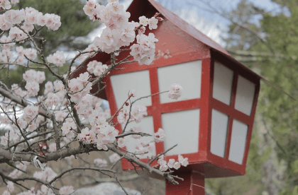 남산 벚꽃 축제