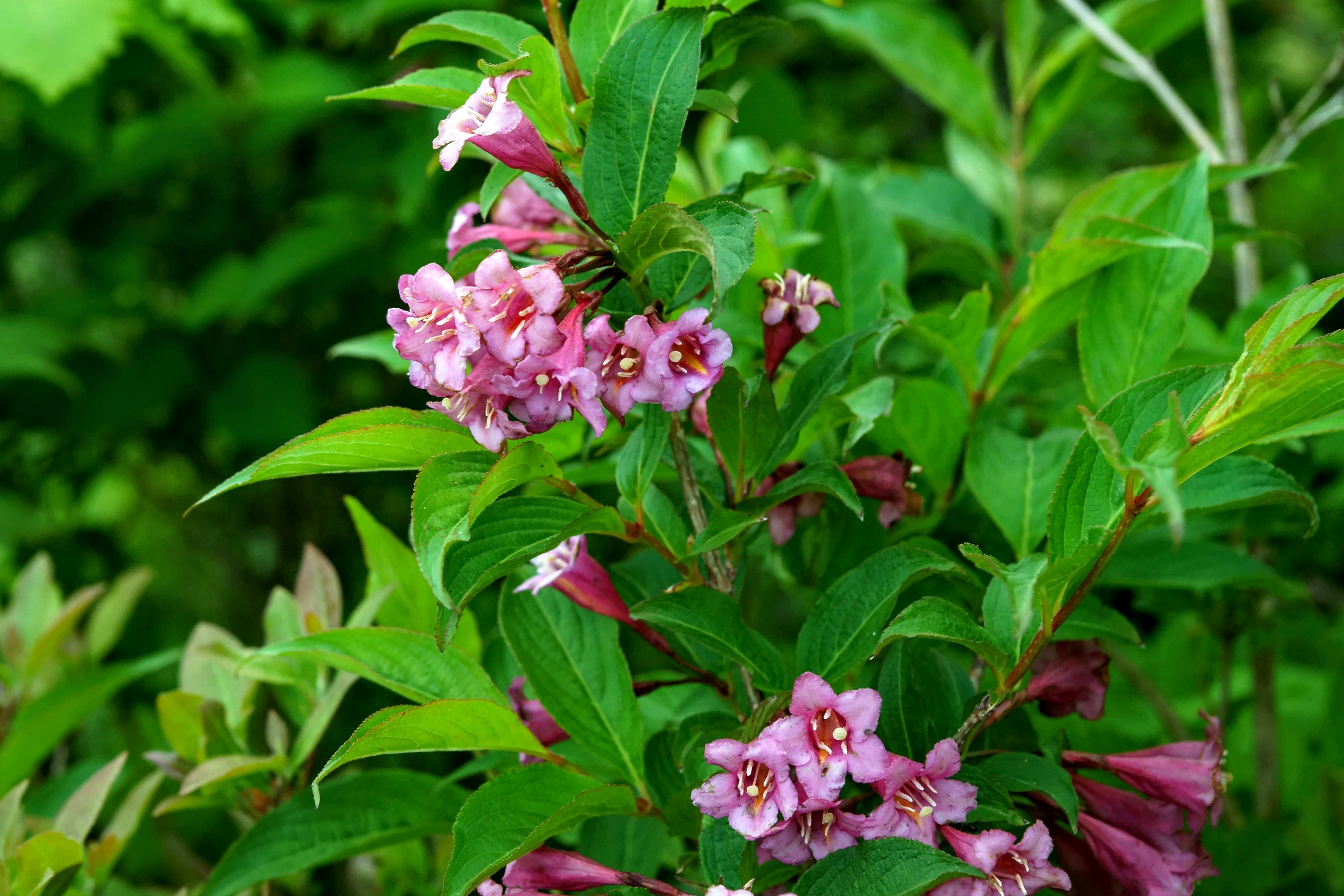 일출봉 이미지