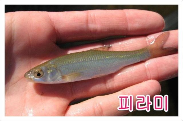  피라미(황어) 낚시
