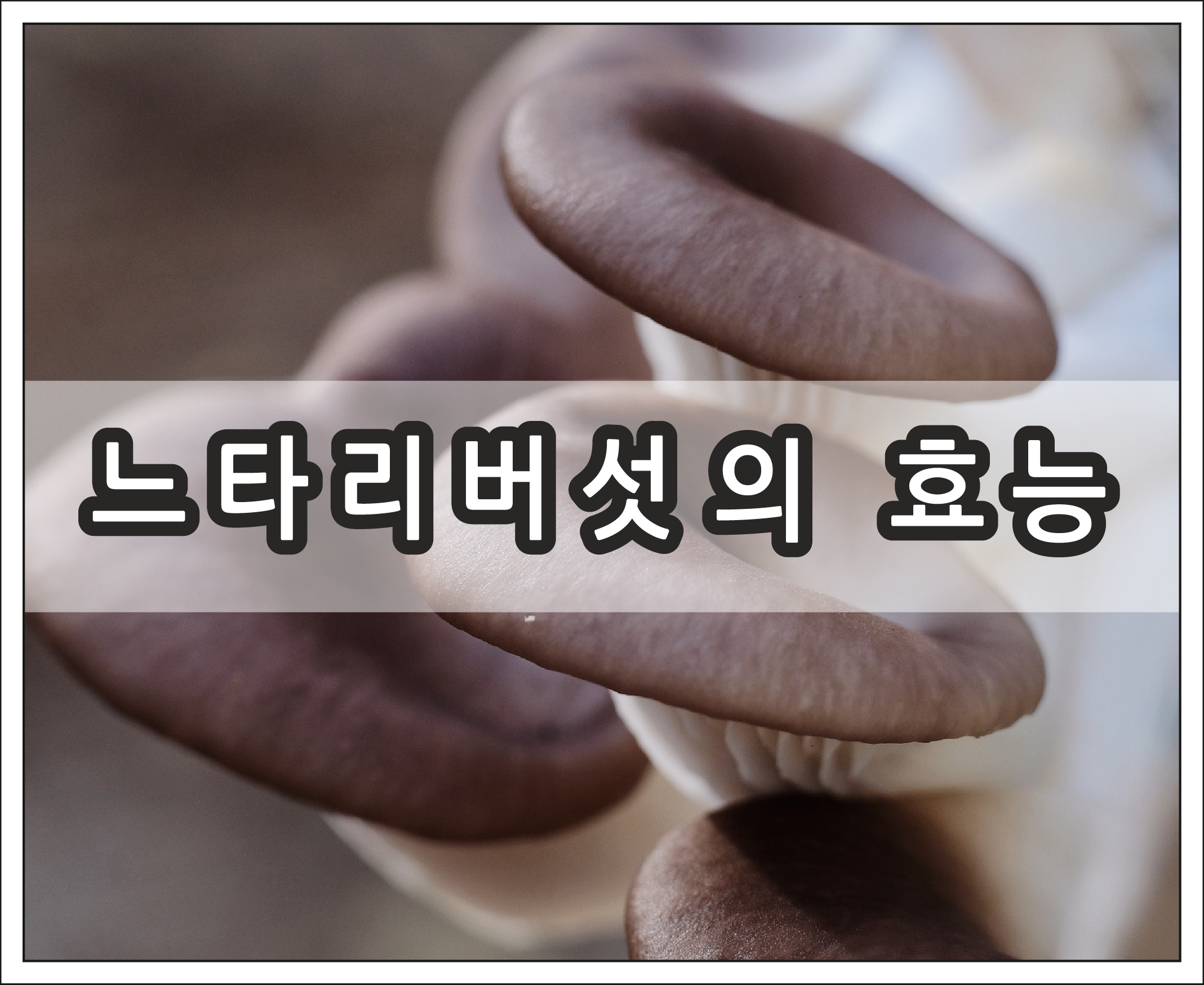 느타리버섯의 정보와 효능, 부작용 - 느타리버섯의 정보와 효능, 부작용 느타리버섯의 정보와 효능, 부작용 - 느타리버섯의 정보와 효능, 부작용