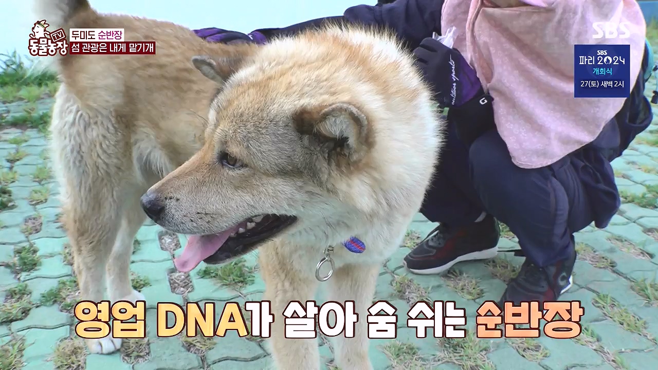 TV 동물농장.E1181.240722p-NEXT.mp4_20240721_165538.511.jpg