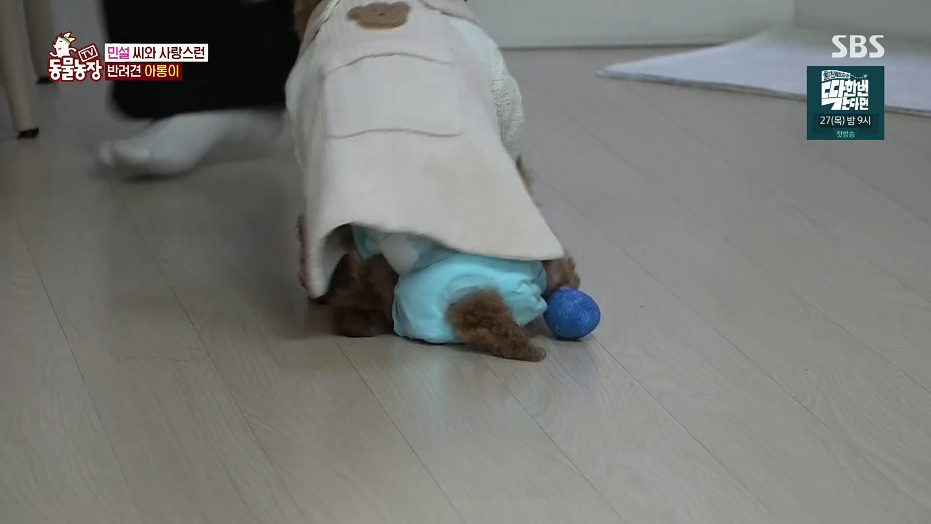 TV 동물농장.E1092.221023p.H264-F1RST.mp4_20221023_182744.117.jpg