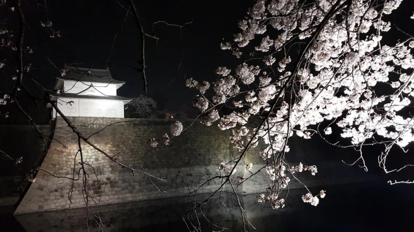 일본 오사카 성 벚꽃 야경