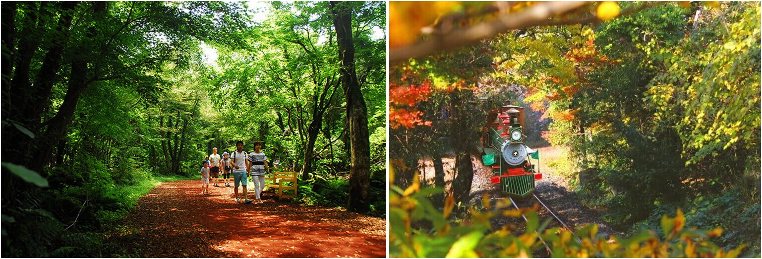 제주 곶자왈숲을 걷는 사람들사진 과 숲속을 지나가는 기차사진