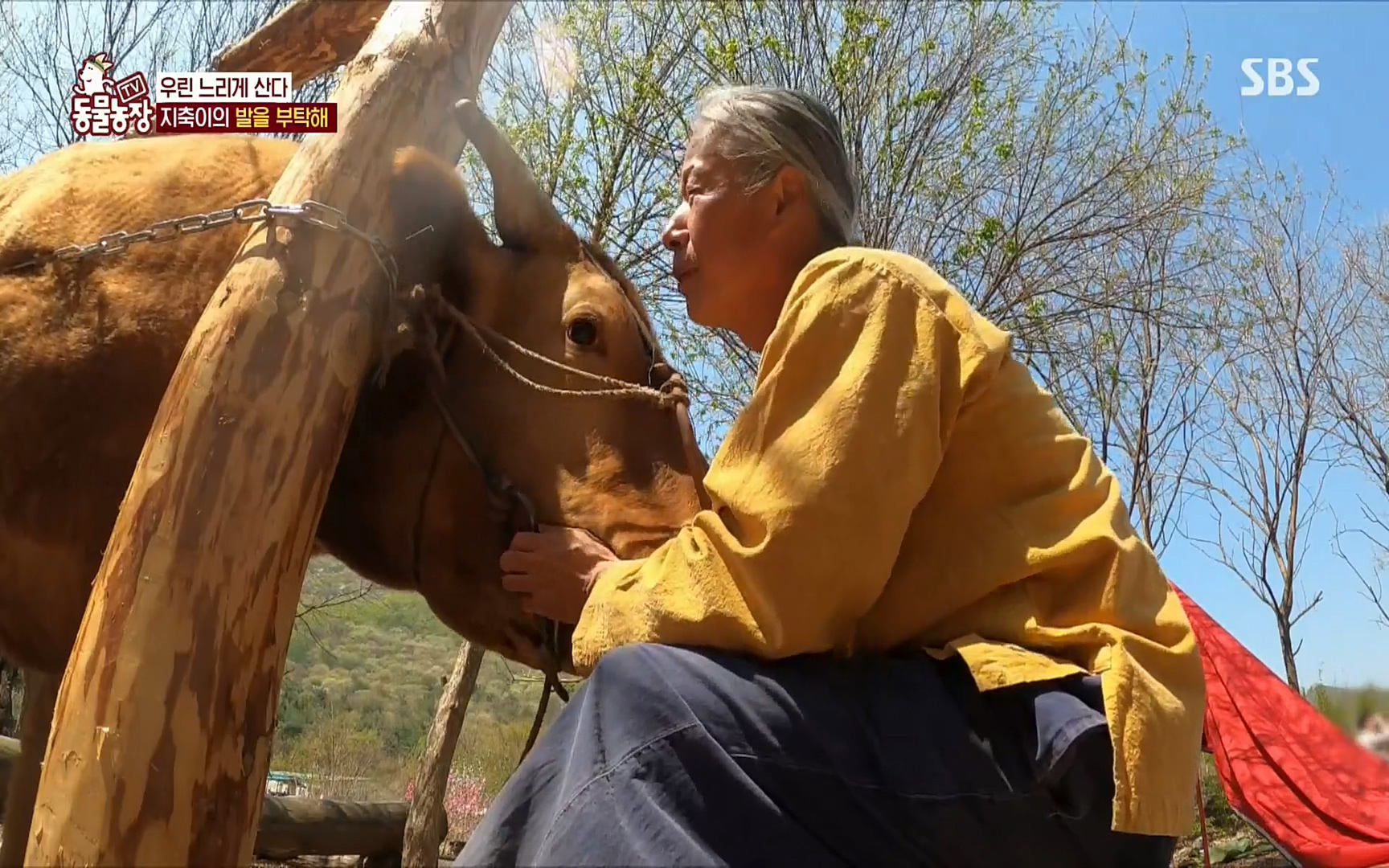TV 동물농장.E1074.220619p.H264-F1RST.mp4_20220619_181919.634.jpg
